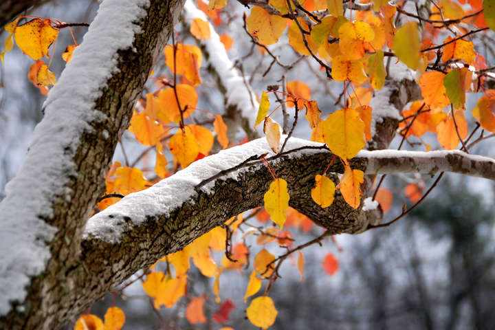 Сніг, мороз та ожеледиця: прогноз погоди в Україні на понеділок