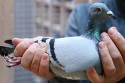 У Бельгії продали голубку за рекордні 1,6 млн євро