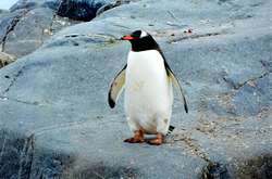 Что будет, если пощекотать пингвинчика: забавное видео