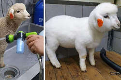 Курьезные фото вещей, которые преобразились до неузнаваемости благодаря чистке