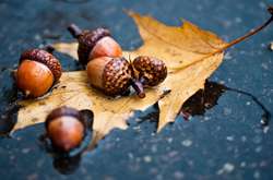 У Києві опадів не очікується, а температура повітря становитиме від -1 до +1 градуса