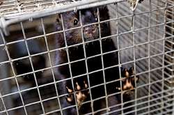 Асоціація звірівників готова надати всю інформацію щодо діяльності норкових ферм в Україні