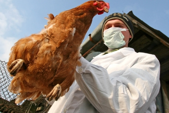 Спалах пташиного грипу: Данія планує знищити 25 тисяч курчат
