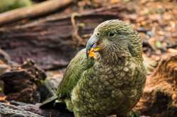 Толстый нелетающий попугай какапо признан птицей года в Новой Зеландии