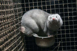 Данія є найбільшим виробником норкового хутра у світі