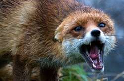 На Київщині зафіксовано майже сотню випадків сказу тварин