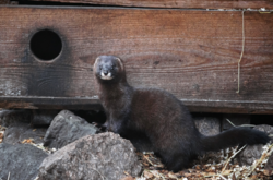 Данія є одним з найбільших експортерів хутра норки в світі