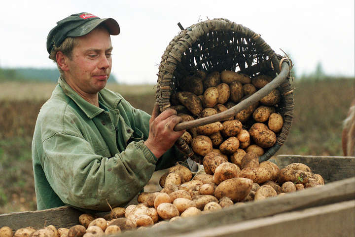 Дешева польська картопля хлинула на український ринок 