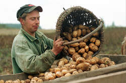 Дешева польська картопля хлинула на український ринок 