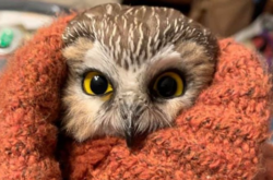 У гілках різдвяної ялинки у Рокфеллер-центру у Нью-Йорку знайшли сову