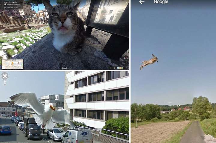Забавные животные, которые случайно попали на уличные фото Google