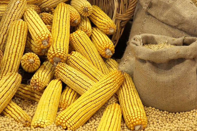 В Україні найнижчий за останні п’ять років врожай кукурудзи
