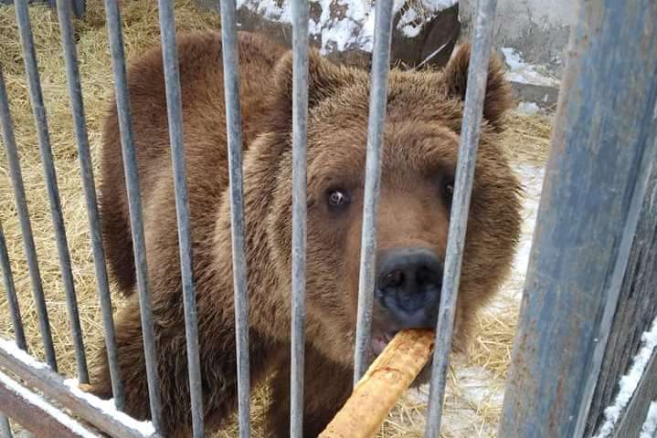 В Запорожье голодает зоопарк: неравнодушных просят помочь