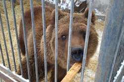В Запорожье голодает зоопарк: неравнодушных просят помочь