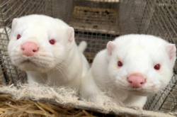 На польській фермі виявили перші випадки коронавірусу у норок