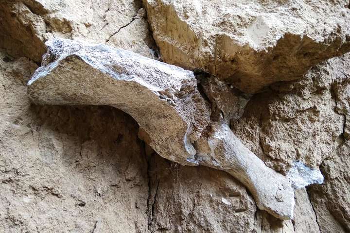 Поблизу Кам’янця-Подільського знайшли рештки мамонта (фото)