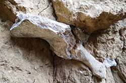  Археологи планують законсервувати кістку мамонта і передати до національного природного парку «Подільські Товтри» 