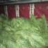 Вантажівку з нелегально вирубаними новорічними деревами затримали на ділянці відділу прикордонної служби &laquo;Гірськ&raquo;