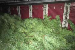 Вантажівку з нелегально вирубаними новорічними деревами затримали на ділянці відділу прикордонної служби «Гірськ»