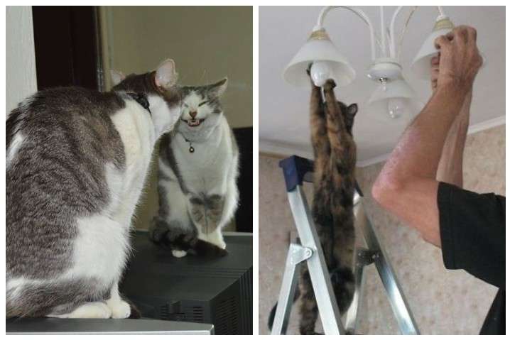 Этих котов застукали за странными занятиями: курьезные фото