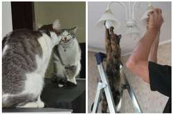 Этих котов застукали за странными занятиями: курьезные фото