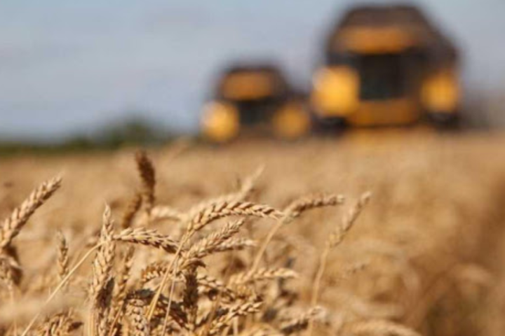 Мінекономіки погіршило прогноз урожаю зернових до 65 мільйонів тонн