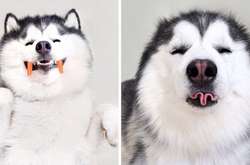 Найдена самая счастливая собака на свете (фото)