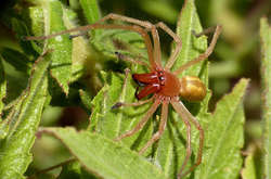 Ампутировали обе ноги: в Никополе мужчину укусил паук