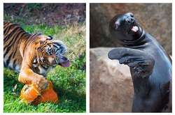 Курьезные снимки животных, которым еще нужно поработать над фотогеничностью