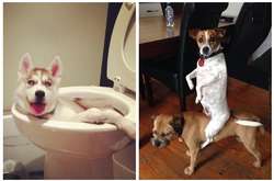 Этих собак застукали врасплох за странными занятиями: курьезные фото