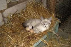 Подборка неожиданных мест, в которых можно найти кота (фото)