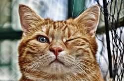 Курьезные фото кошек с неожиданной реакцией на обычные вещи