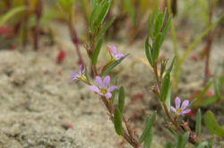  Плакун гісополистий (Lythrum hyssopifolia) 
  