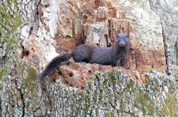 У дикій природі існує ризик появи нових мутацій коронавірусу, ще більш небезпечних для людей