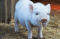 На Полтавщині п'яний водій хотів відкупитися від поліції свинею