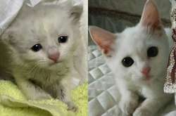 Трогательные фото животных, которые обрели дом и любящих хозяев