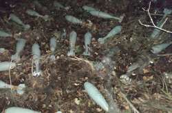 В арсеналі було 56 артилерійських мін калібру 120 мм