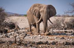 Купи слона: в Намибии на аукцион выставили диких животных