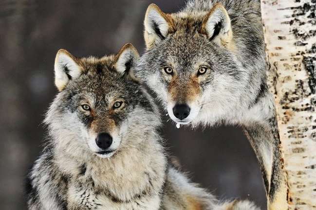 Голодні вовки тероризують жителів Прикарпаття