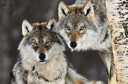 Голодні вовки тероризують жителів Прикарпаття