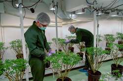 ООН проголосовала за исключение каннабиса из списка опасных наркотиков