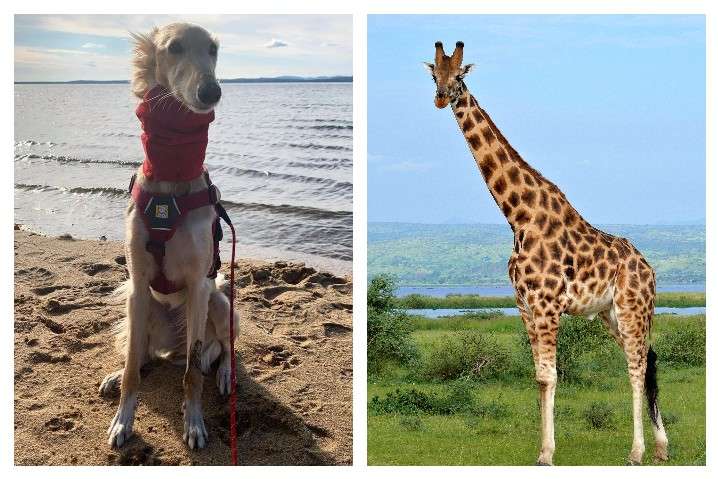 Без жирафа в роду не обошлось. Собачка Клео умиляет интернет своими длинными лапками (фото)