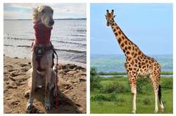 Без жирафа в роду не обошлось. Собачка Клео умиляет интернет своими длинными лапками (фото)