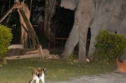 В Таиланде слон залез к людям во двор, но встретил суровый отпор пушистого охранника