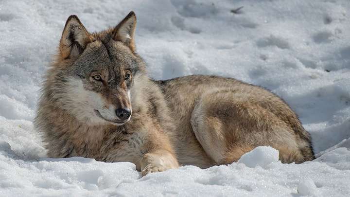 Голодные волки терроризируют жителей Прикарпатья