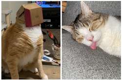 Курьезные фото котиков, которые не стесняются выглядеть дурачками и смешить всех вокруг