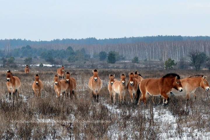 Із зашморгами на шиях: у Чорнобильській зоні невідомі вбили коней Пржевальського (шокуючі фото)