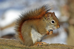 У місті Баранівка, Житомирської області ввели карантин через скажену білку