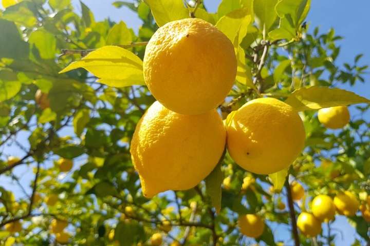 В Украине подорожали лимоны