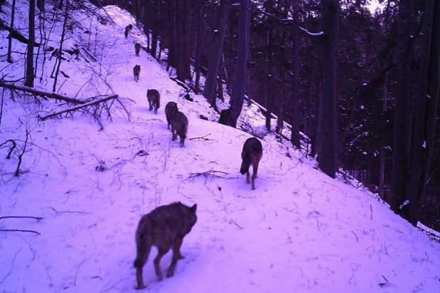 Карпатські села атакують вовки